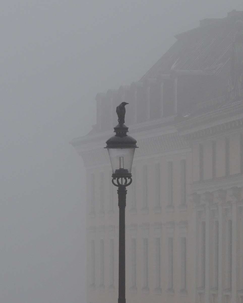 Lone crow on a lamp in Stockholm